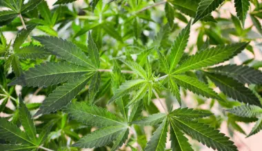 New York Governor Marks Five-Year Anniversary Of Marijuana Legalization, With Over $3.3 Billion In Sales And 610 Licensed Retailers