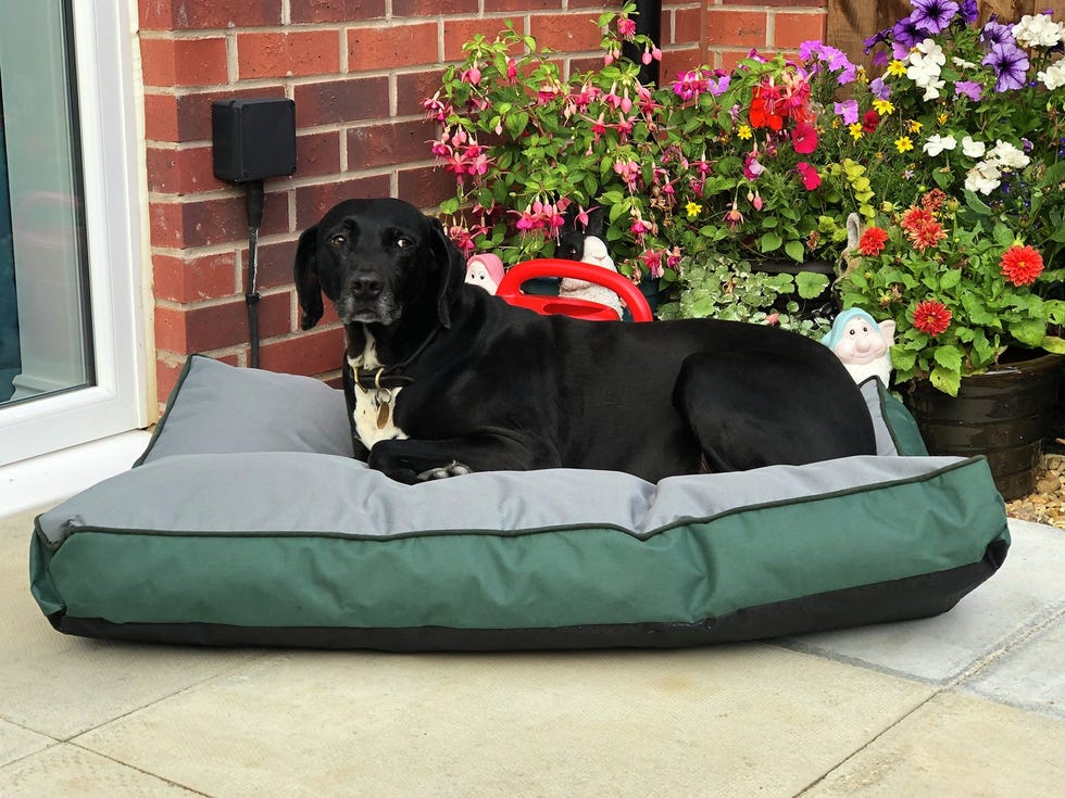 Waterproof Large Pet Mattress