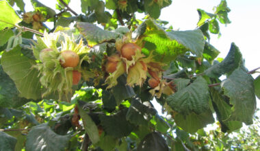 New York Nut Growers