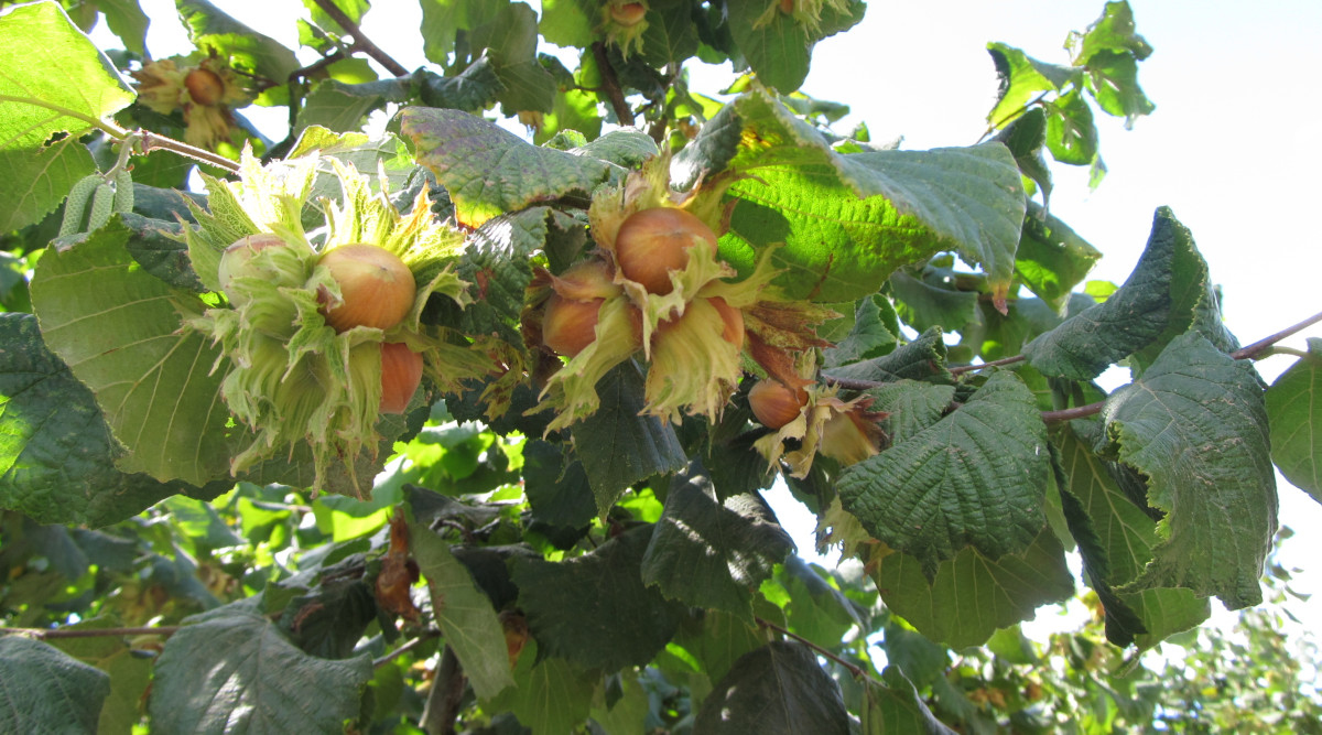 New York Nut Growers