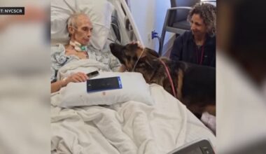 find his beloved German shepherds a new forever home