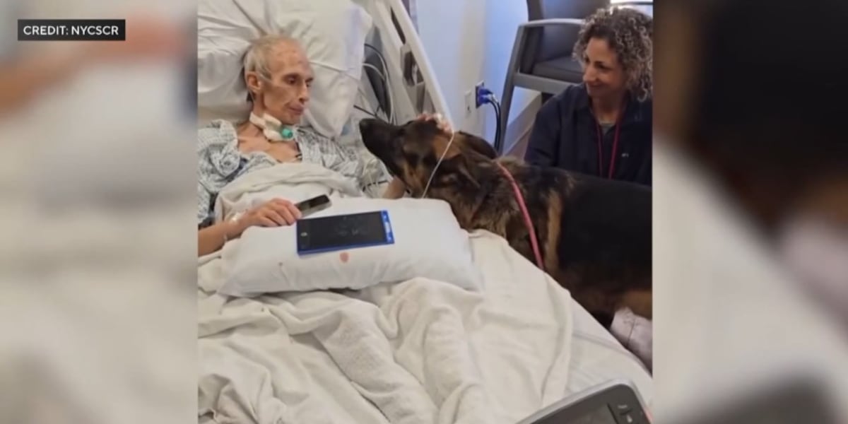 find his beloved German shepherds a new forever home