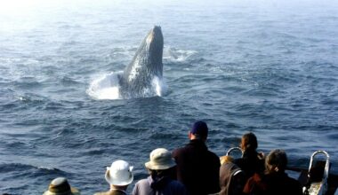 New York's new boater education law for whale safety