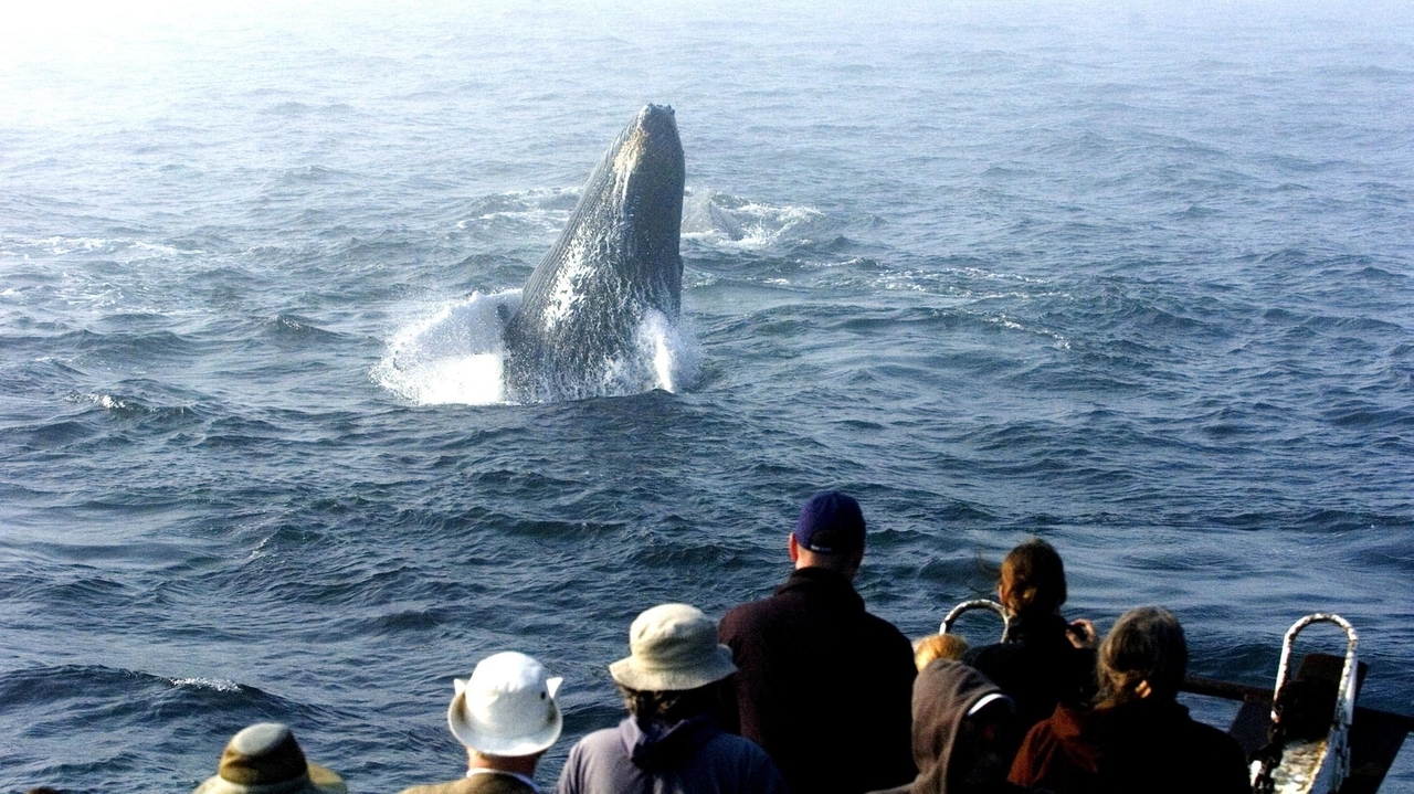 New York's new boater education law for whale safety