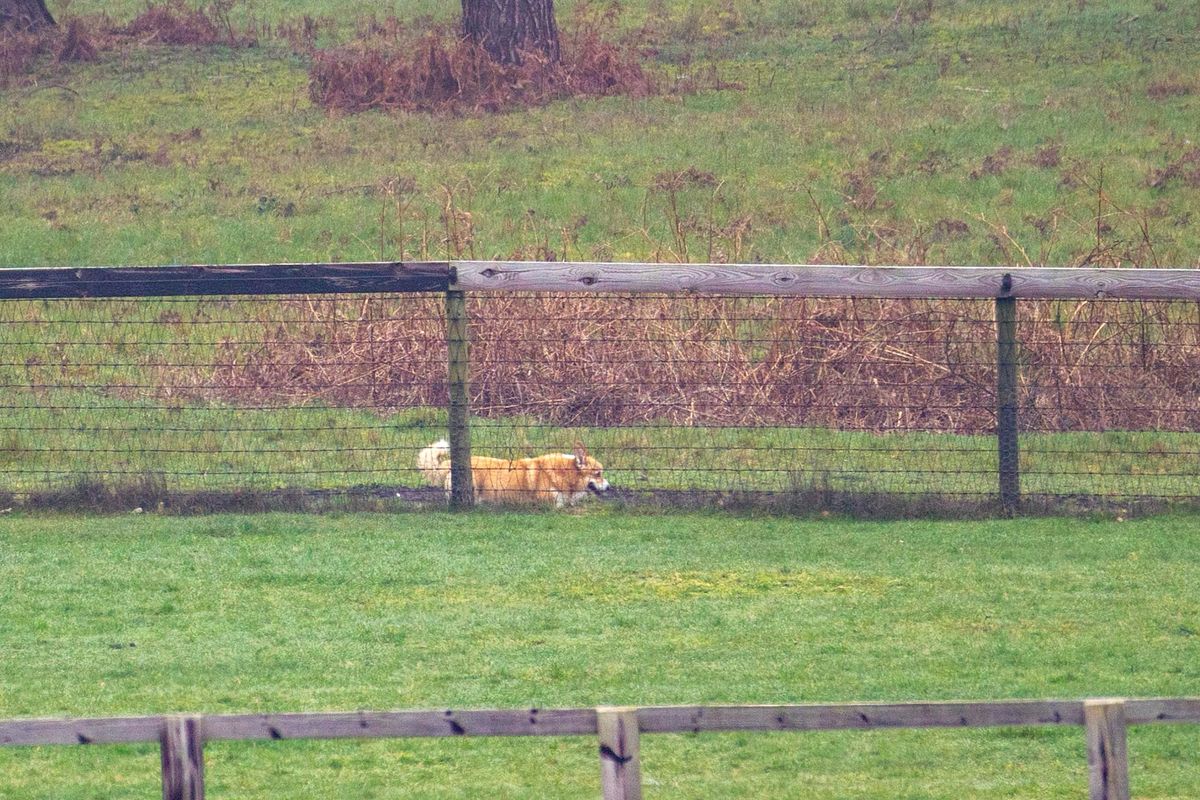Andrew took in the late Queen's corgis after her death in 2022 