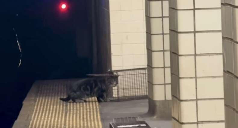 cat going into trap in subway station
