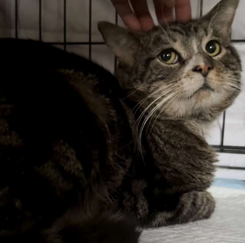 cute tabby cat in cage