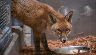 A red fox stows away on a cargo ship, traveling from England to US