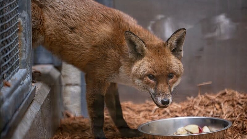 A red fox stows away on a cargo ship, traveling from England to US