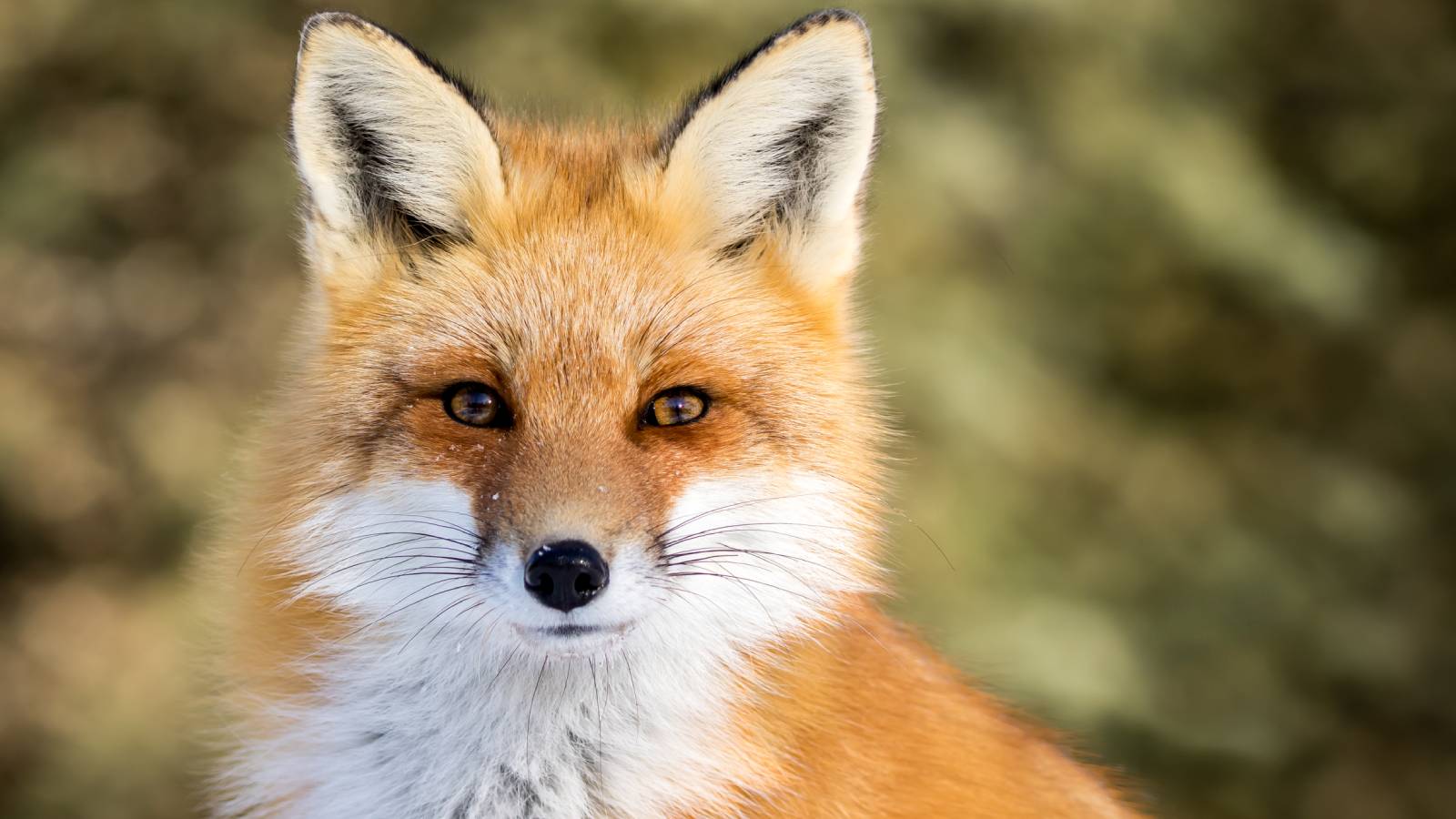 Fox