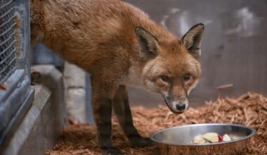 Bronx Zoo caring for stowaway red fox found aboard ship from England at Port of New York and New Jersey