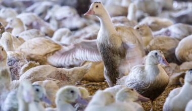 New York court clears way for NYC foie gras ban to take effect