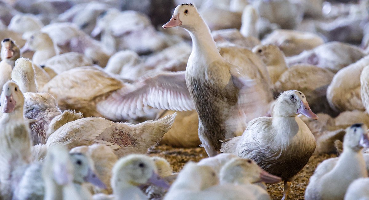 New York court clears way for NYC foie gras ban to take effect