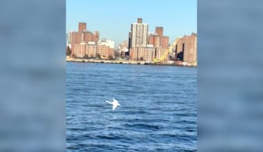 Bird-Watcher Captures First-Ever Recorded Sighting Of Gorgeous Swan In New York