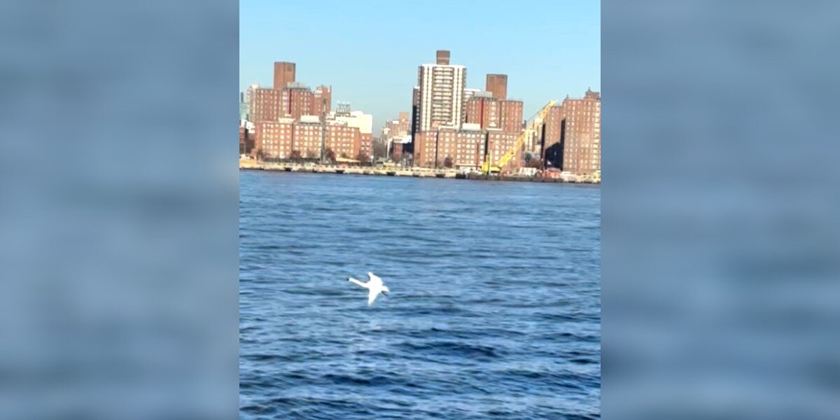 Bird-Watcher Captures First-Ever Recorded Sighting Of Gorgeous Swan In New York
