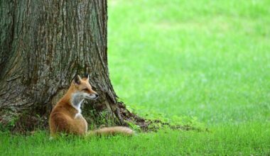 Red Fox That Traveled Across Atlantic Now at Bronx Zoo