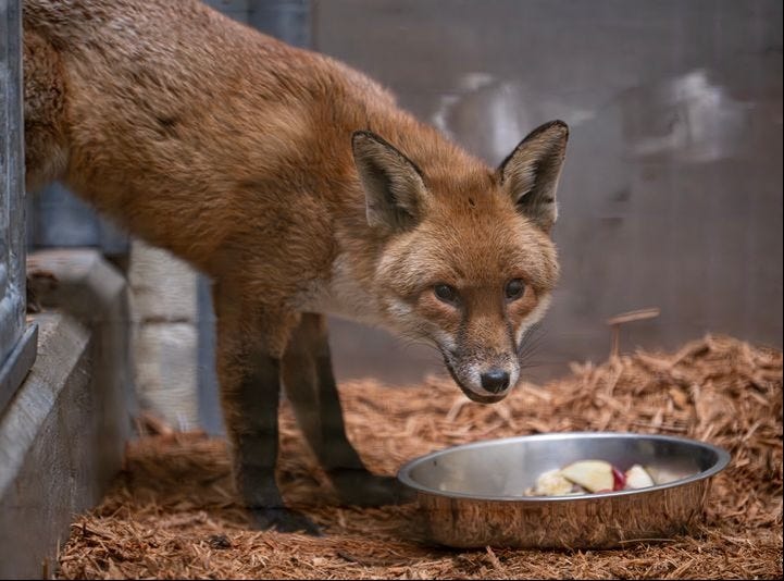 Red fox lands at Bronx Zoo after days at sea. Here's how he's doing.