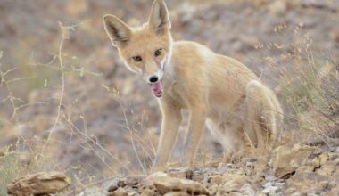 Red Fox Survives 14-Day Atlantic Crossing as Stowaway on Cargo Ship