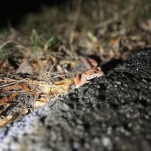 DEC Announces 18th Year of the Amphibian Migrations and Road Crossings Project in the Hudson Valley