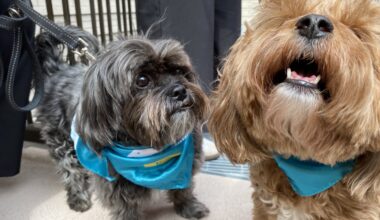 New Flushing family shelter will welcome pets, too