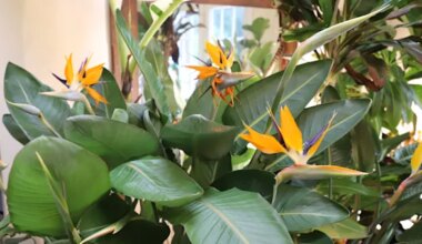 News 12 | Brooklyn | The Bird of Paradise you want is NOT the best one to grow in your house