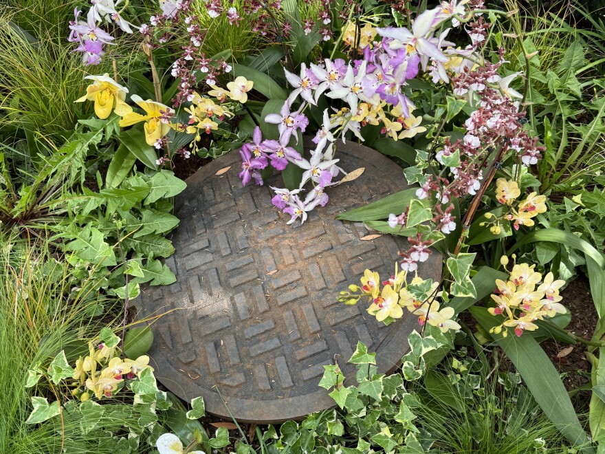 This manhole cover is surrounded by many different kinds of orchids.