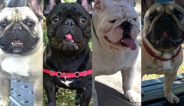 Bronx man says he left 4 beloved bulldogs with a dog walker. Now they're missing.