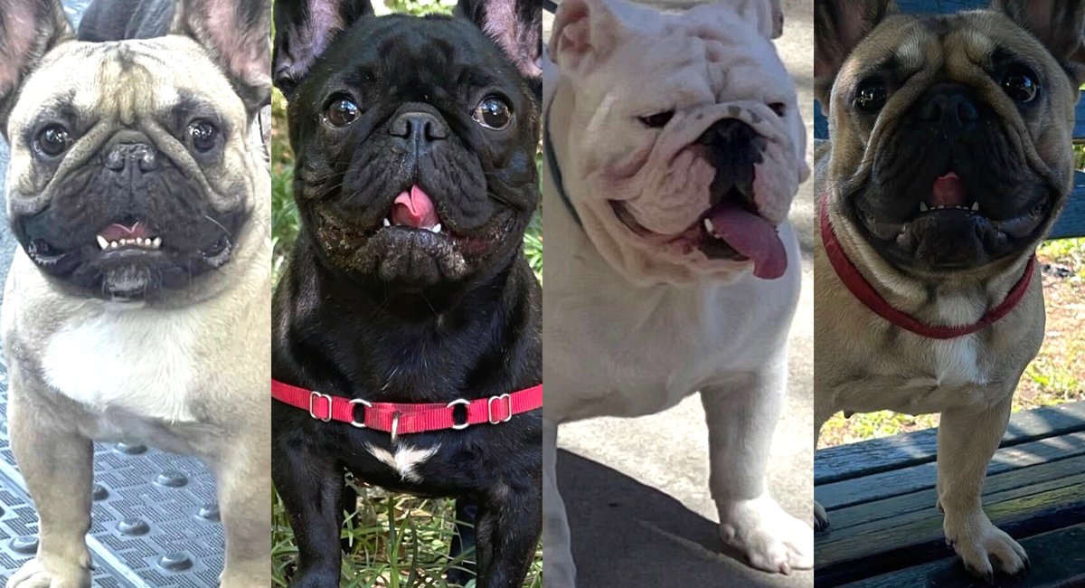 Bronx man says he left 4 beloved bulldogs with a dog walker. Now they're missing.