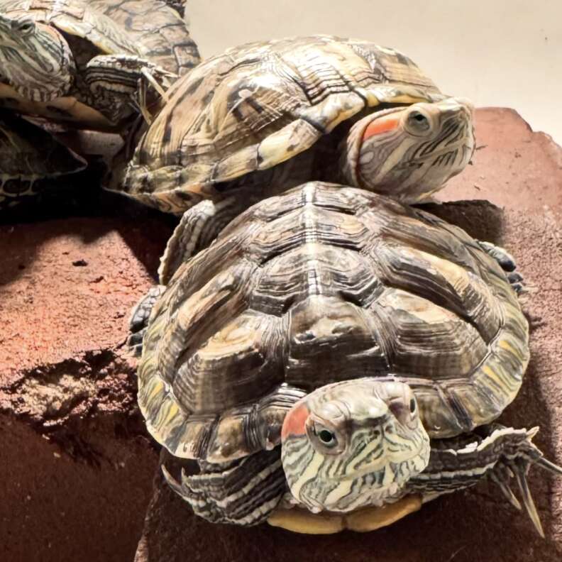 rescue turtles