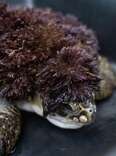 Injured Sea Turtle Stuns Rescue Staff When He Arrives Covered In Red 'Hair'