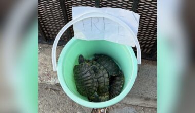Friends Headed To Dinner In Brooklyn Almost Trip Over Bucket Full Of Turtles