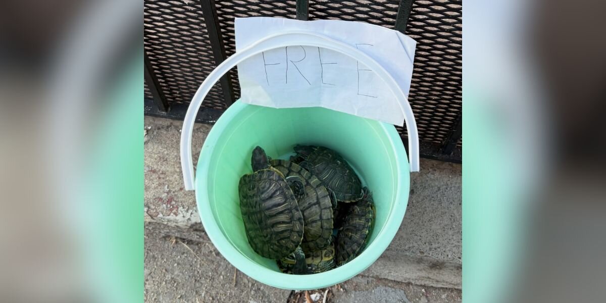 Friends Headed To Dinner In Brooklyn Almost Trip Over Bucket Full Of Turtles