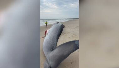 Large whale washes ashore onto Rockaway Beach in Queens