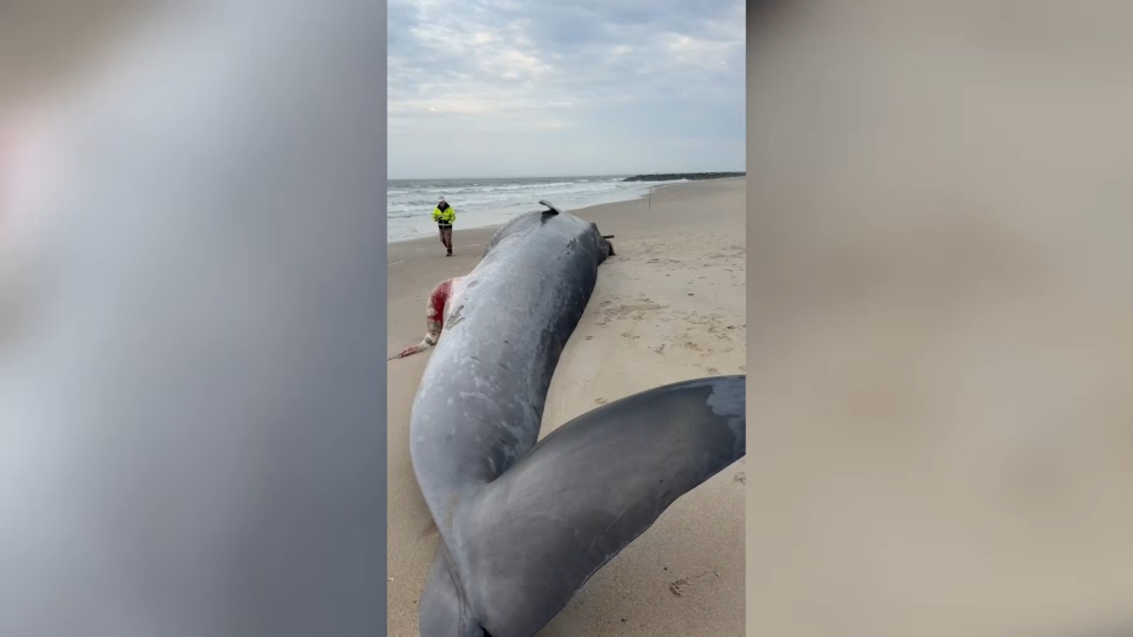 Large whale washes ashore onto Rockaway Beach in Queens