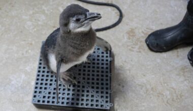Endangered African penguin chick born at WCS New York Aquarium in Coney Island Brooklyn