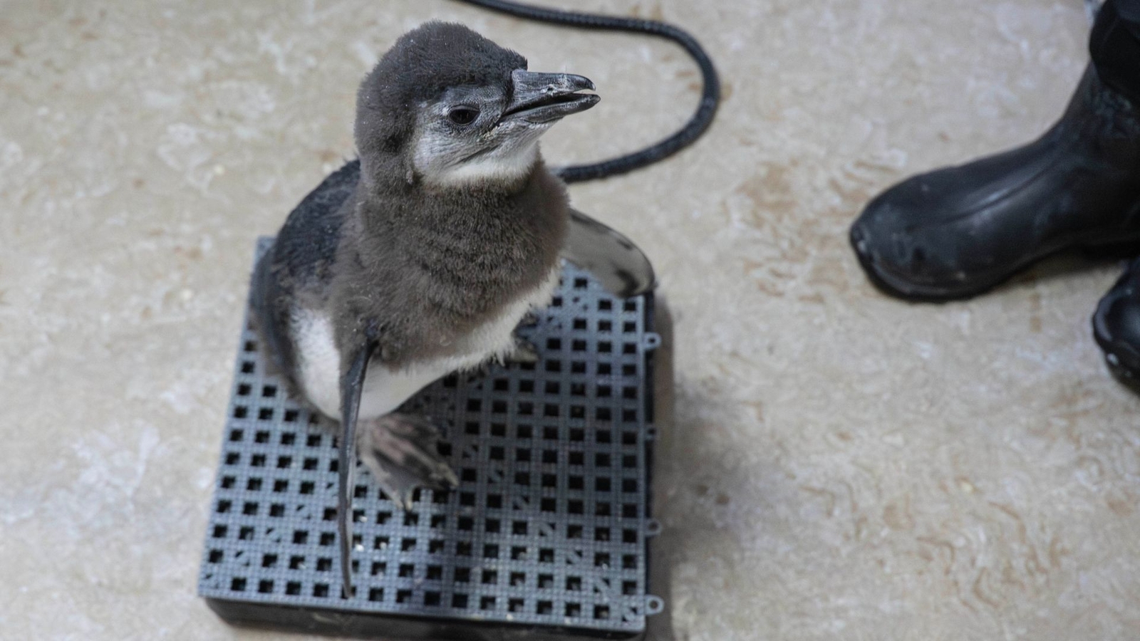 Endangered African penguin chick born at WCS New York Aquarium in Coney Island Brooklyn