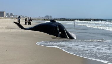 New York's first dead whale of 2026 washes up on Rockaway Beach