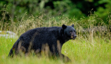 Record number of black bears killed outside Adirondacks in 2025