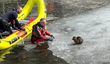 Cat rescued by South Glens Falls fire company