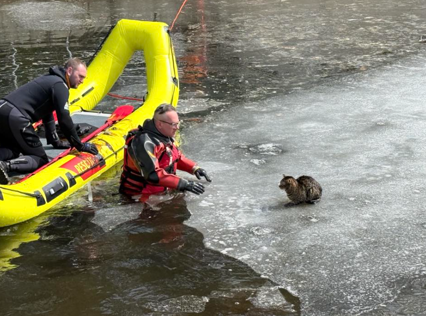 Cat rescued by South Glens Falls fire company