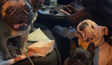 Lost in Yonkers: Bronx man reunites with 4 dognapped bulldogs in Westchester city