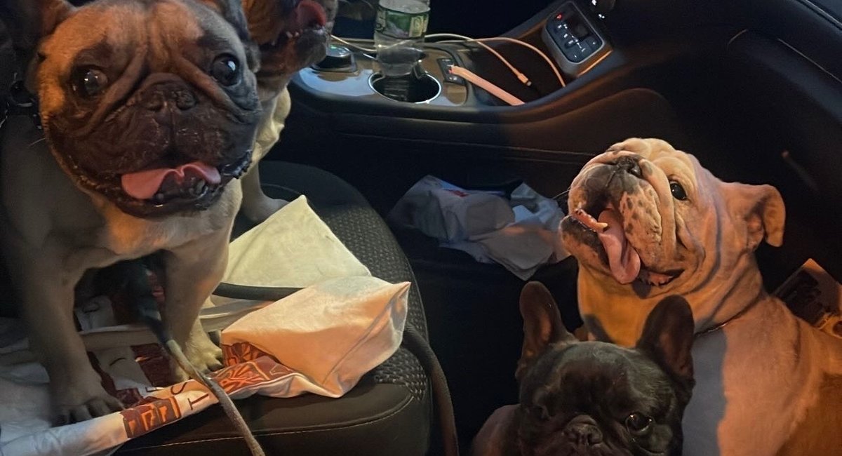 Lost in Yonkers: Bronx man reunites with 4 dognapped bulldogs in Westchester city