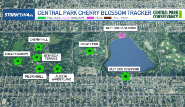 Best NYC spots for cherry blossoms and flowers across New York – NBC New York