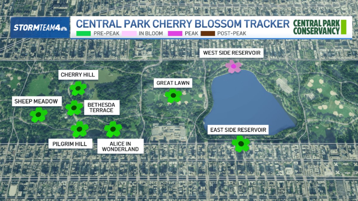 Best NYC spots for cherry blossoms and flowers across New York – NBC New York