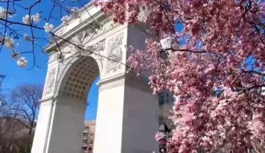 Cherry blossom season around the corner, expected to start this month in NYC