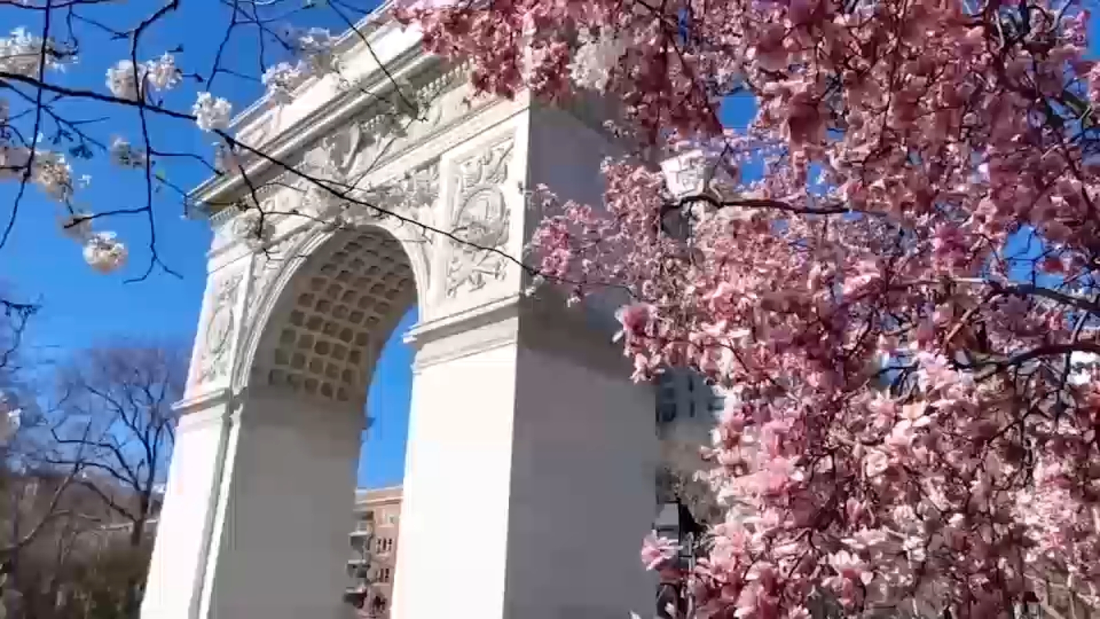 Cherry blossom season around the corner, expected to start this month in NYC