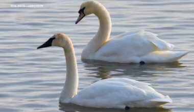 Rare Trumpeter Swan sighting documented for first time in NYC, Brooklyn