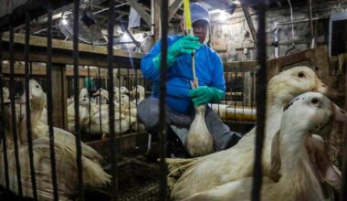 NYC foie gras ban can be enforced, appeals court rules after years-long battle with New York State