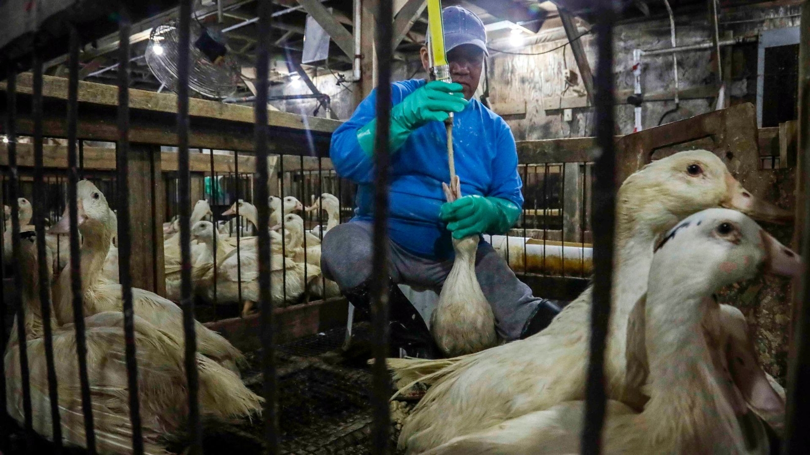 NYC foie gras ban can be enforced, appeals court rules after years-long battle with New York State