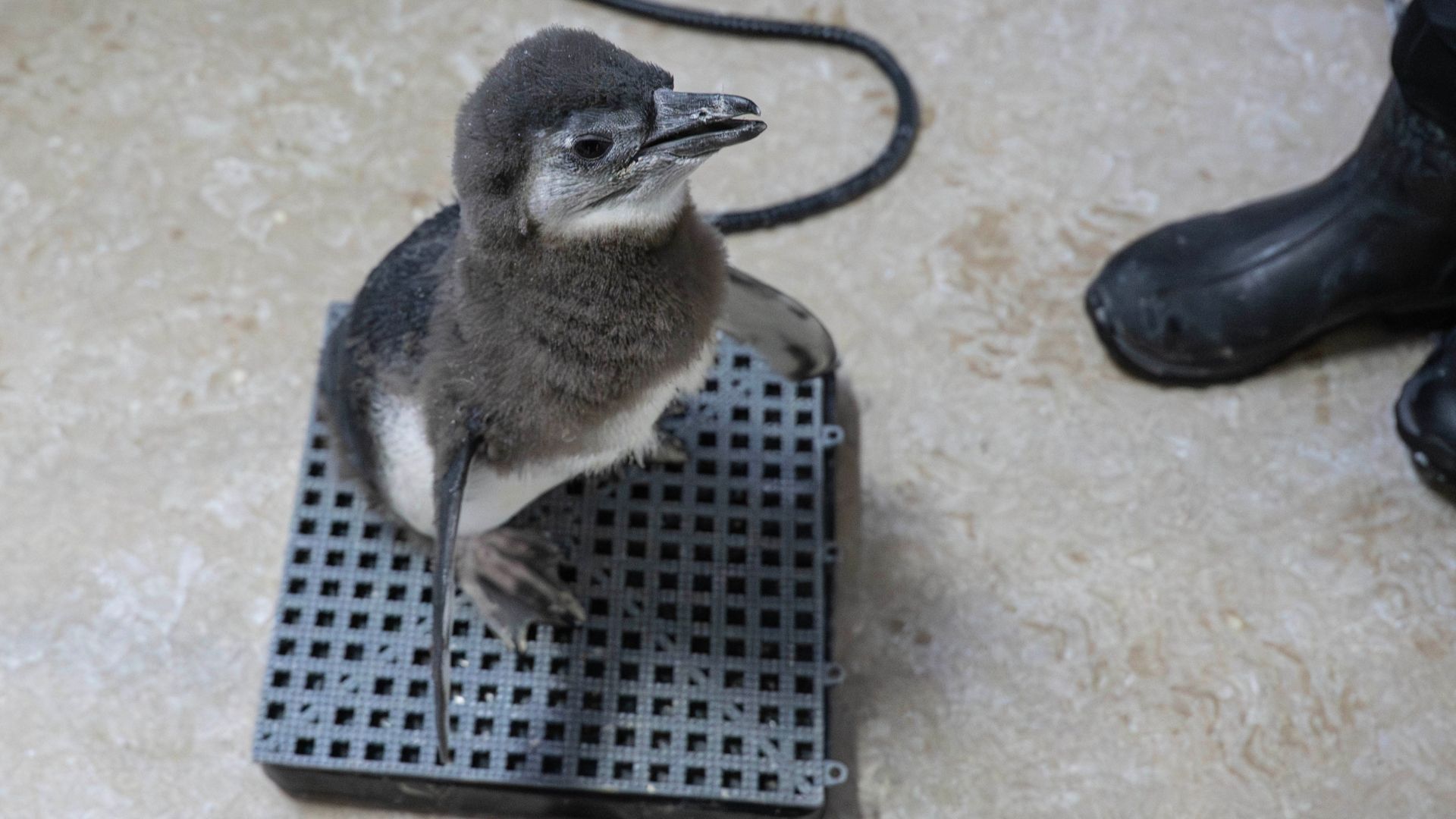 African penguin chick stands on a scale to be weighed during a veterinarian exam at New York Aquarium on January 28, 2026.